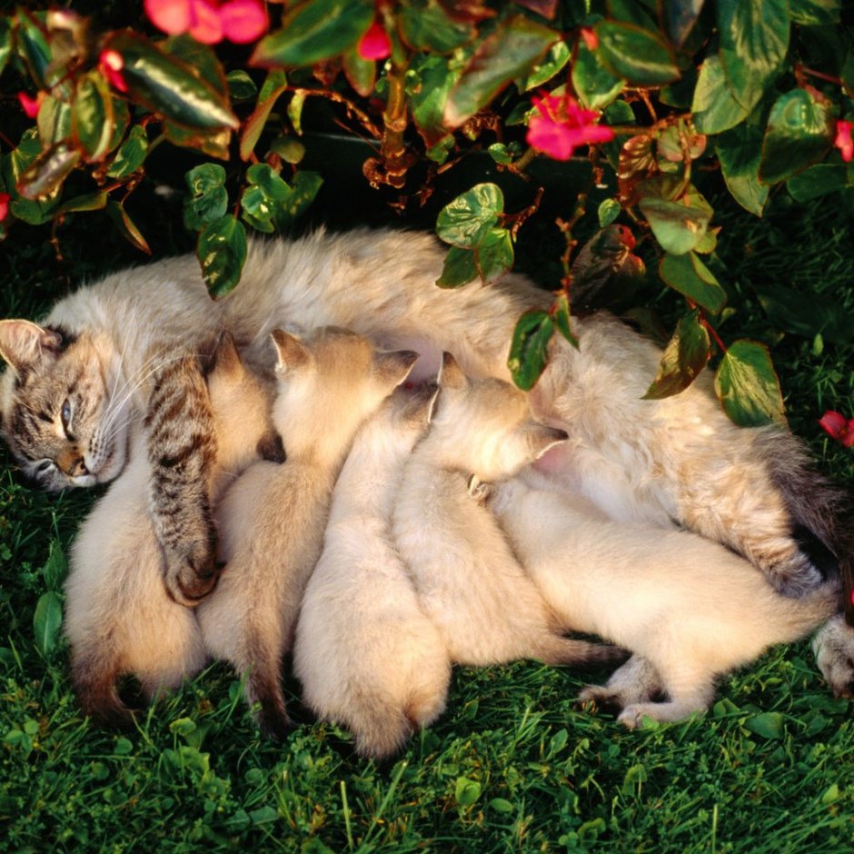 Кошка с потомством