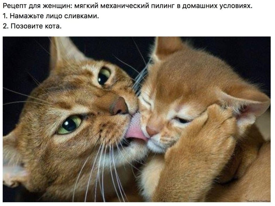 Коты лижутся