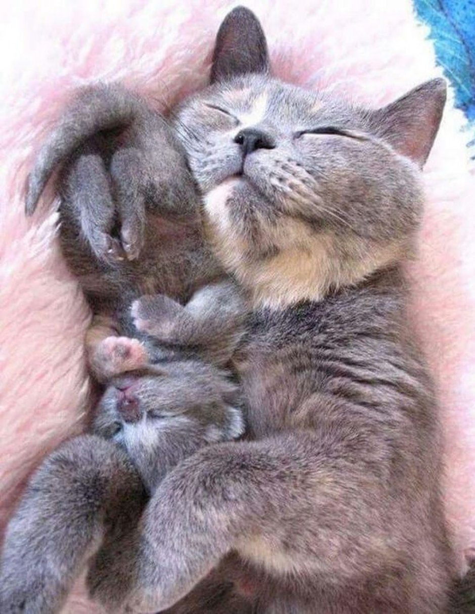 Мама кошка и котенок