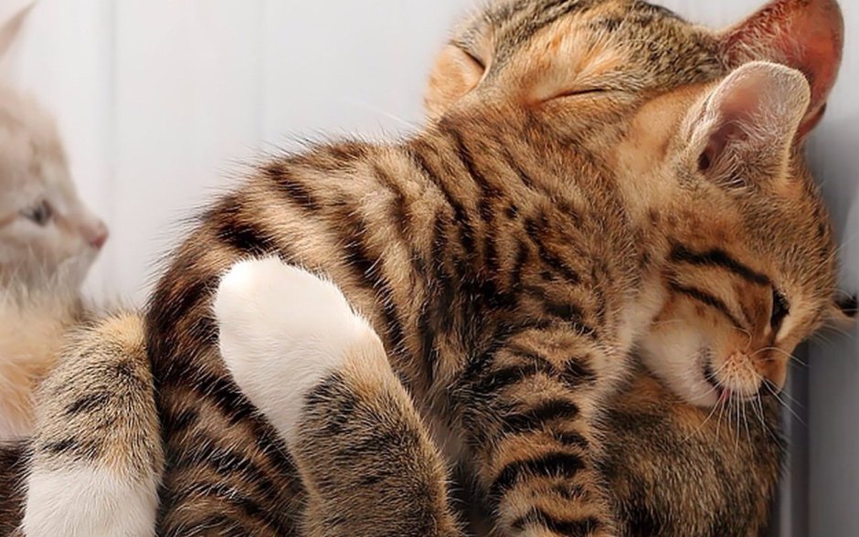Кот, кошка и котенок