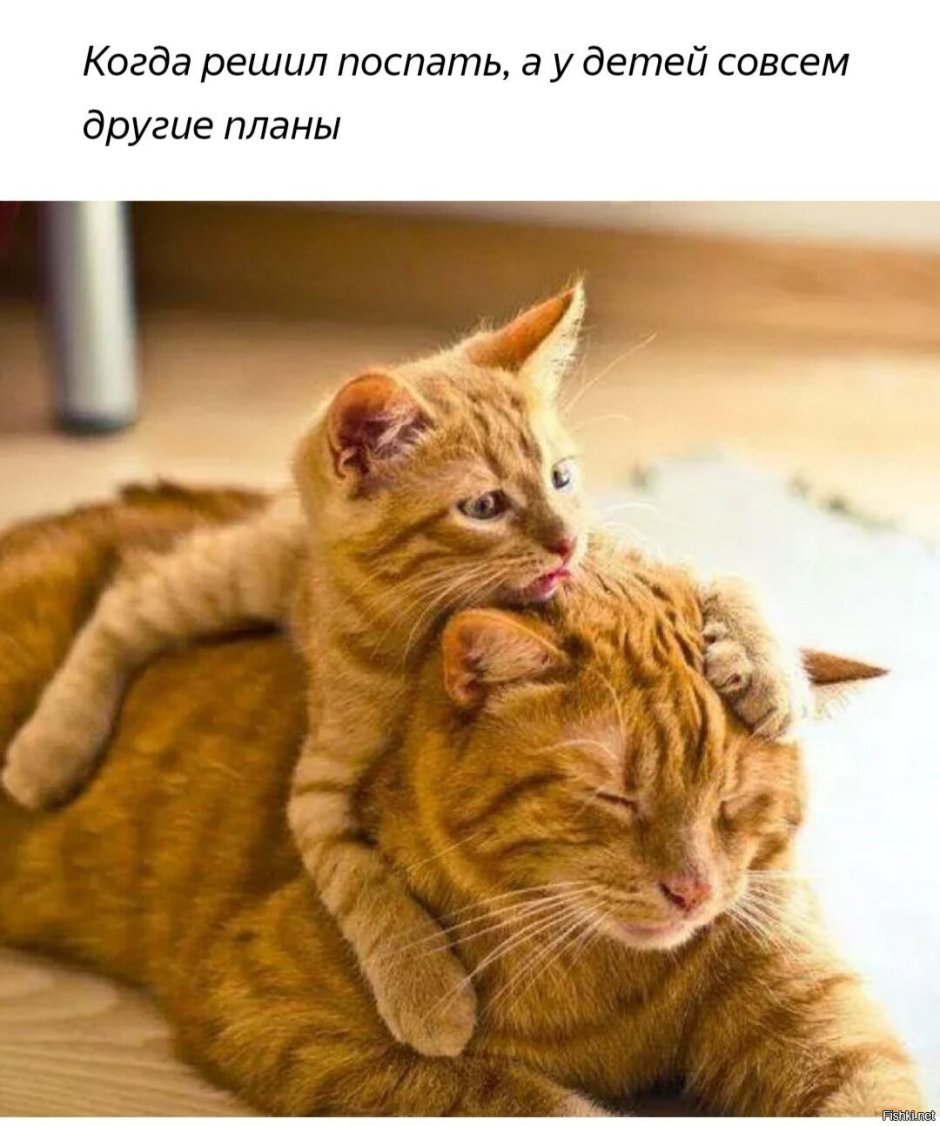 Кошки мамочки