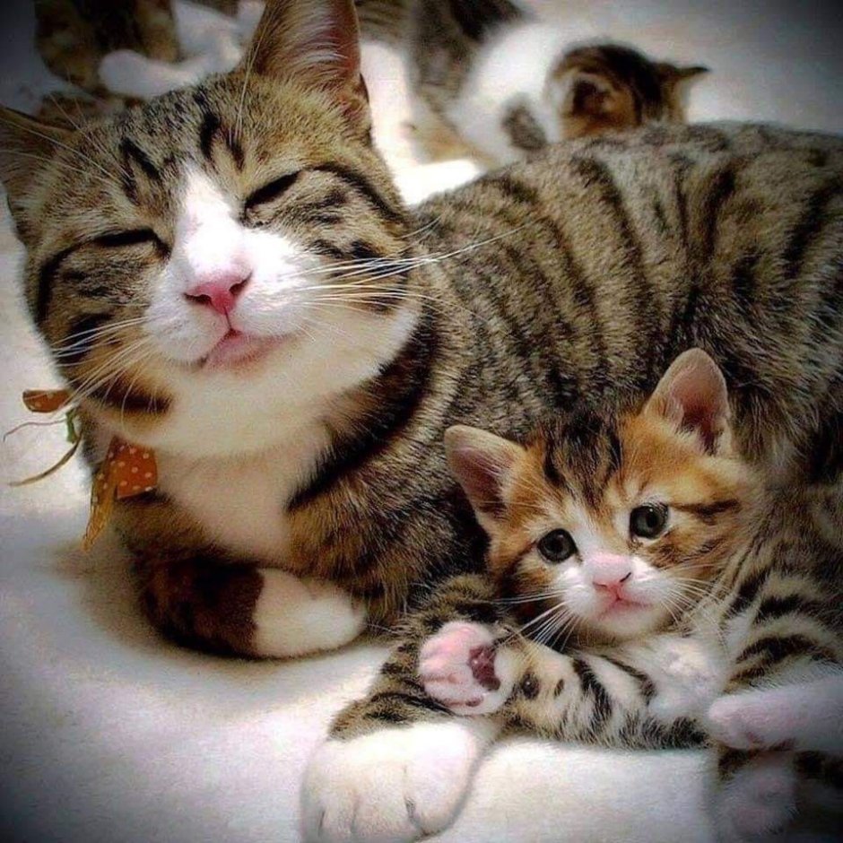 Котятки с мамой кошкой