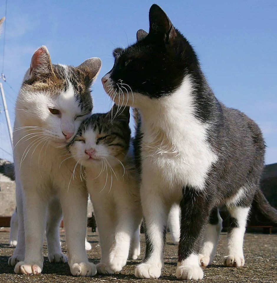 Семья котов