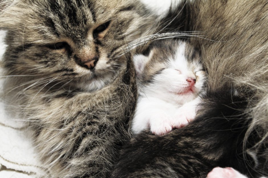 Большой кот и котенок обнимаются