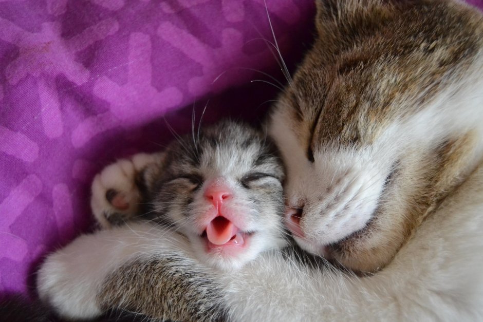 Котята милота