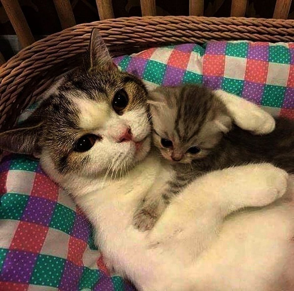 Котятки мимими