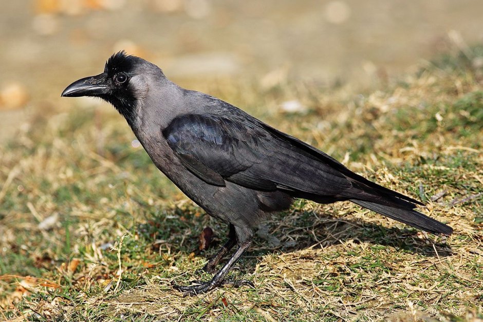 Домовая ворона Corvus splendens