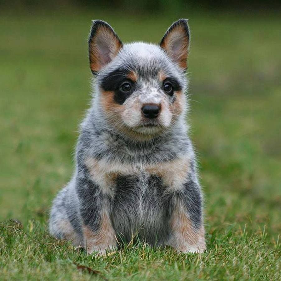 Австралийская овчарка Хилер