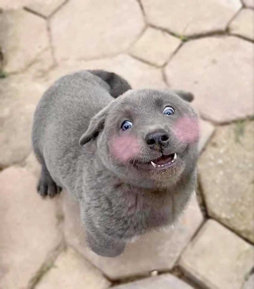 Куцехвостый хмонг собака