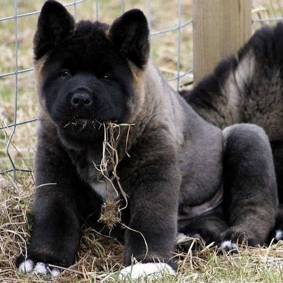 Тибетский мастиф великан