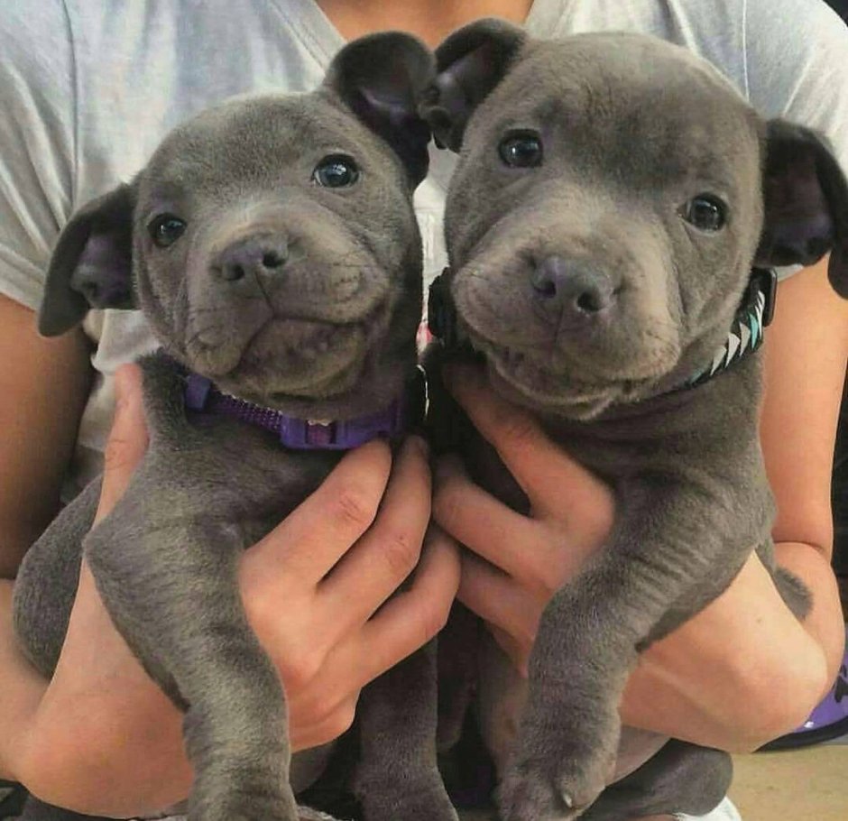 Щенки питбуля