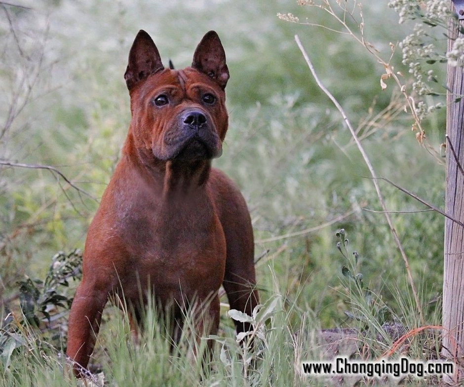 Китайская порода собак Чунцин