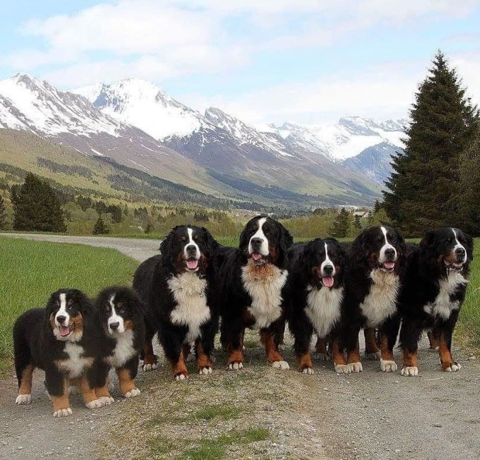 Бернский зенненхунд белый