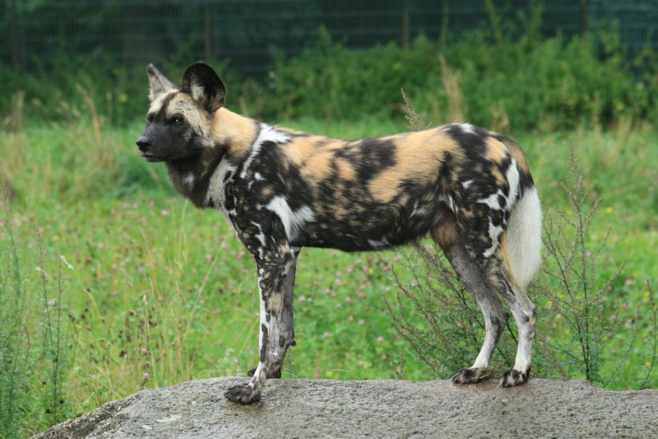 Гиеновидная собака окрас