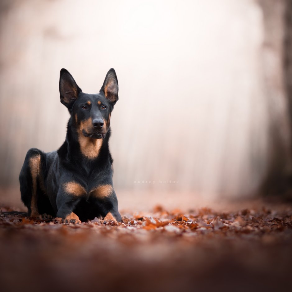 Собака на темном фоне