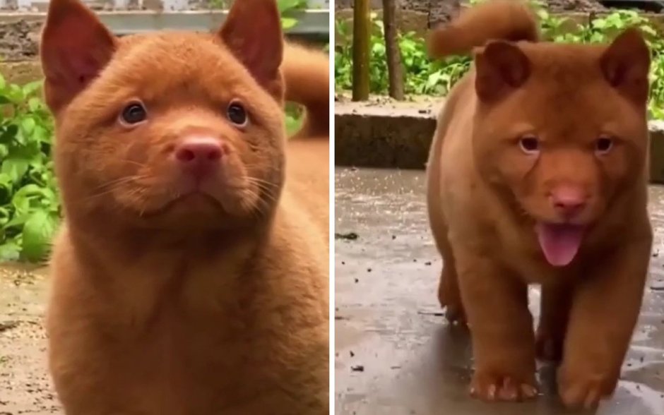 Котопес порода собак