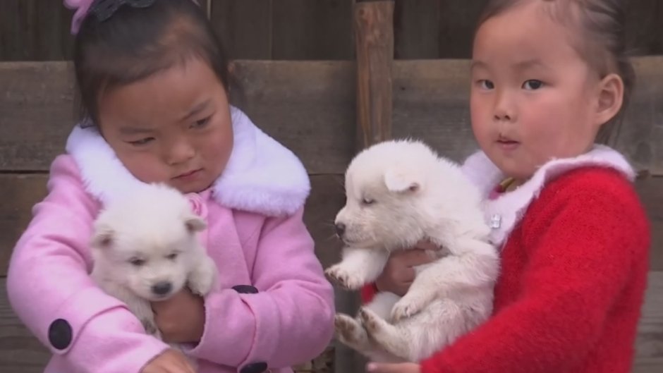 Бангкаев дог