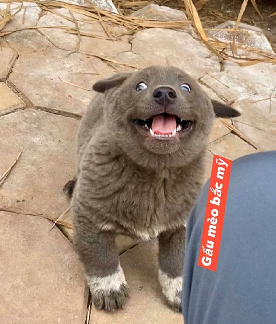 Лисья помски