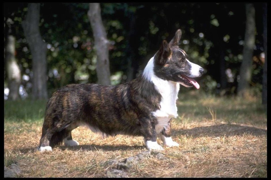 Хмонг порода собак