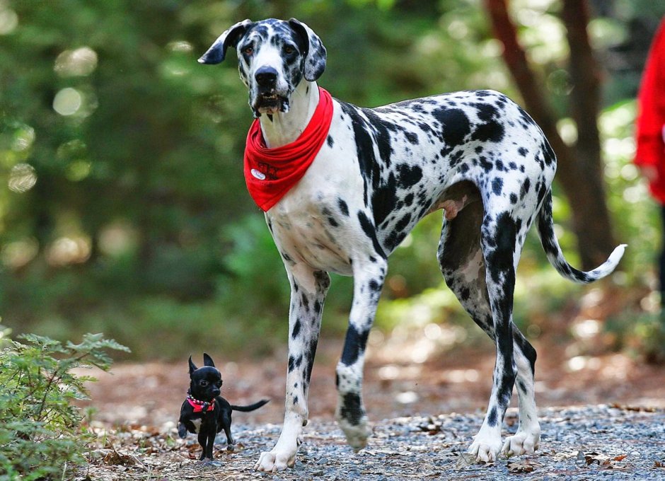 Датский дог Гибсон
