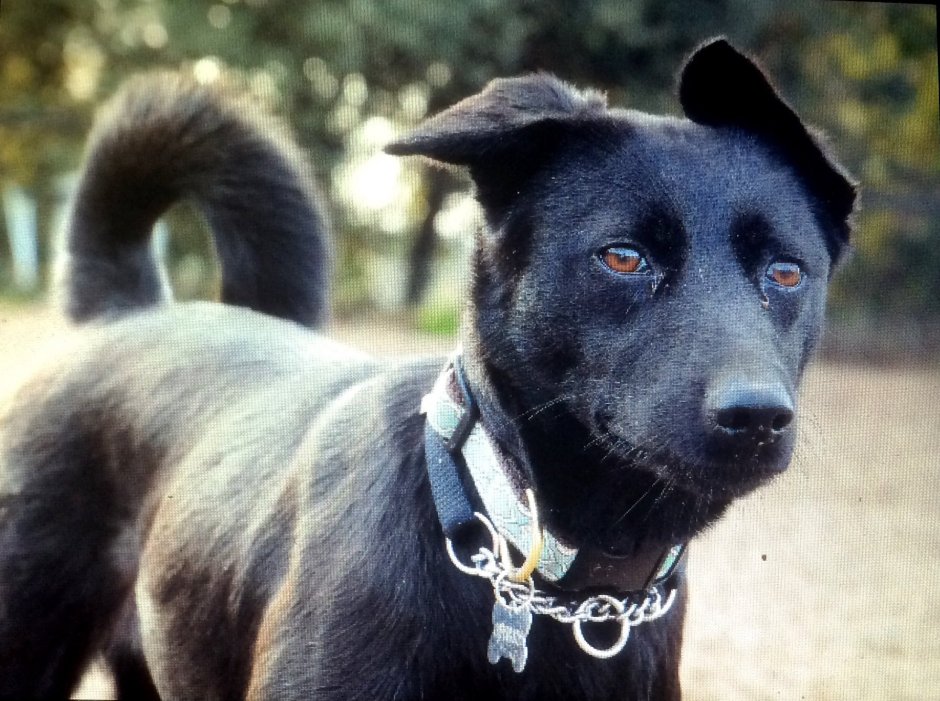 Формоза порода собак