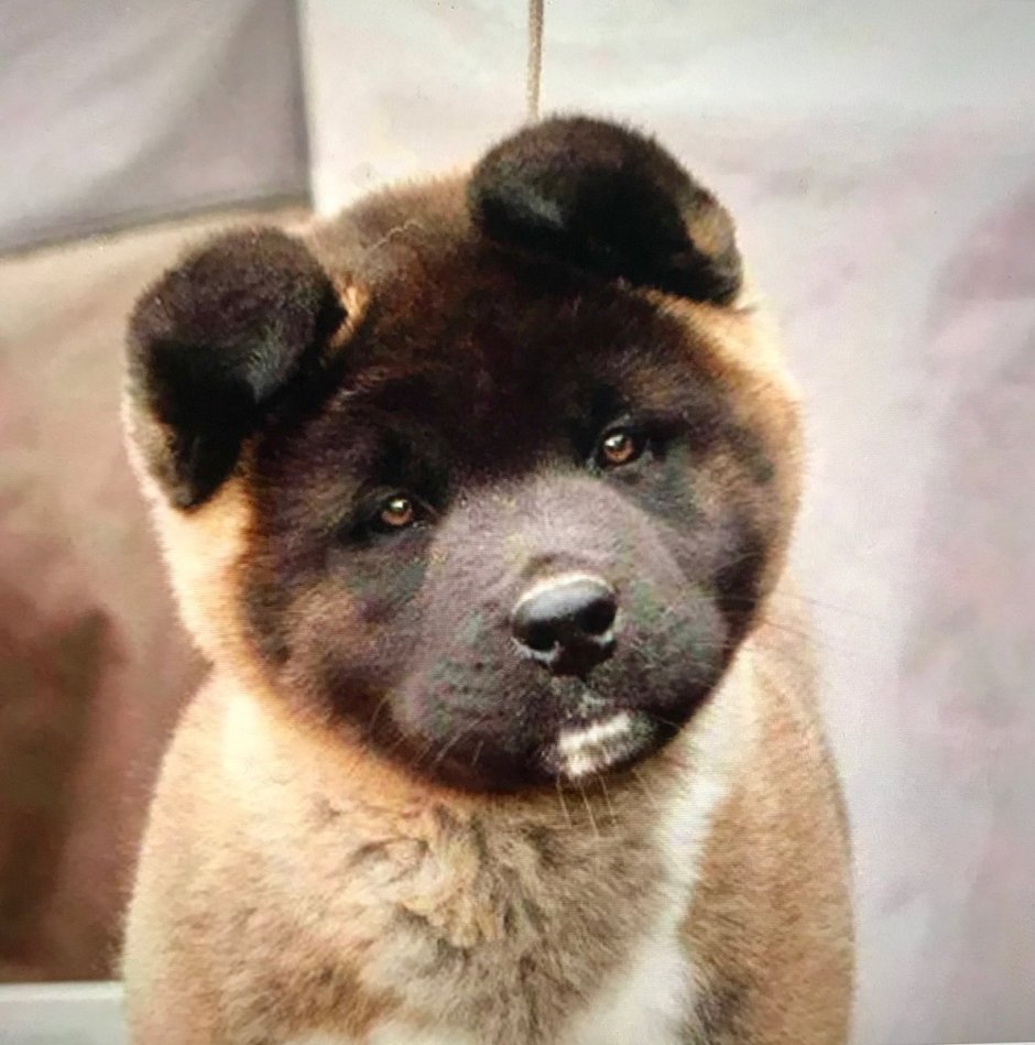 Акита-ину американская черная