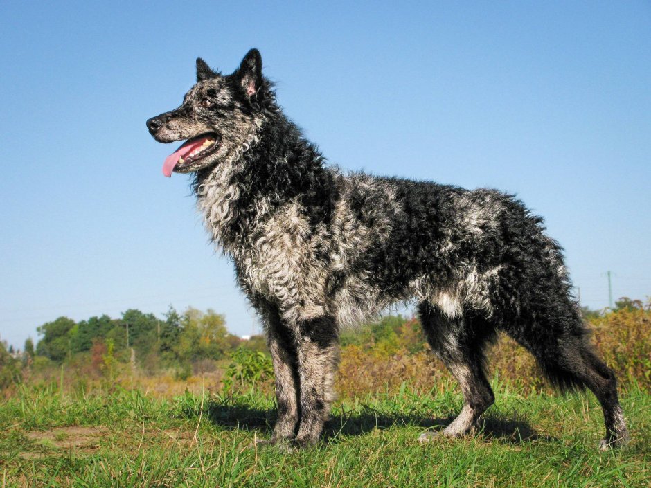 Голубой Хилер австралийская пастушья