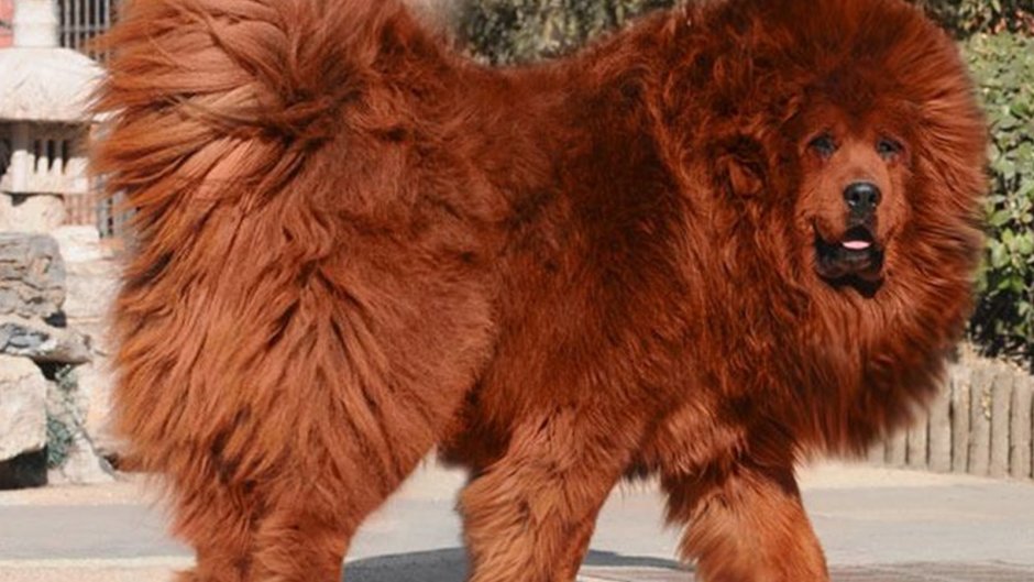Great Pyrenees щенок