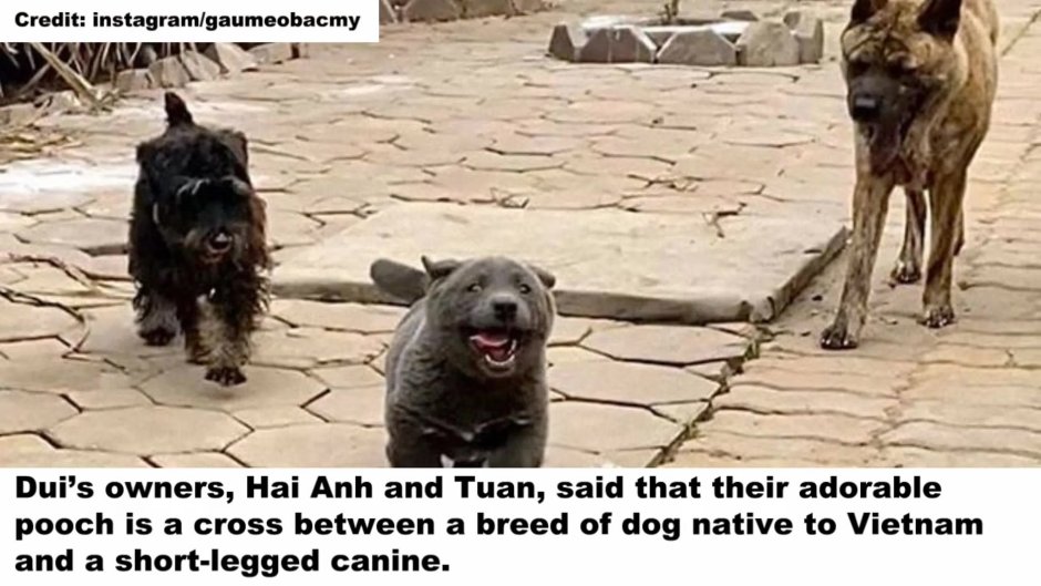 Тайский риджбек