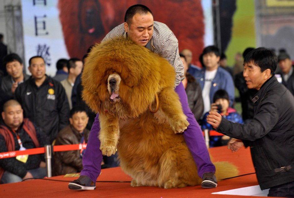 Корги кардиган длинные лапы черная