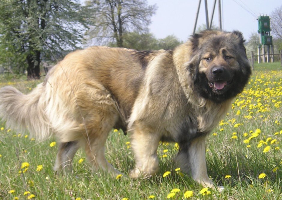 Страшные костюмы для собак