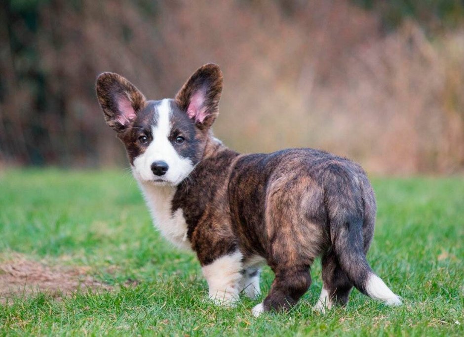 Куцехвостый хмонг