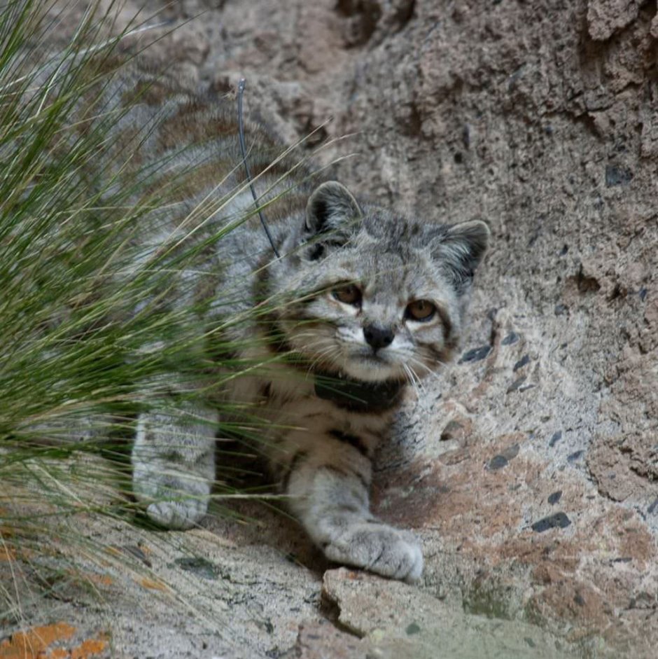 Leopardus Jacobitus