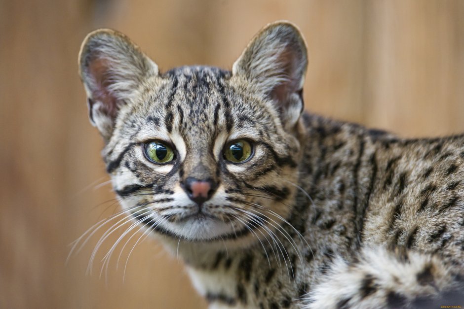 Вид - кошка Жоффруа (leopardus geoffroyi):