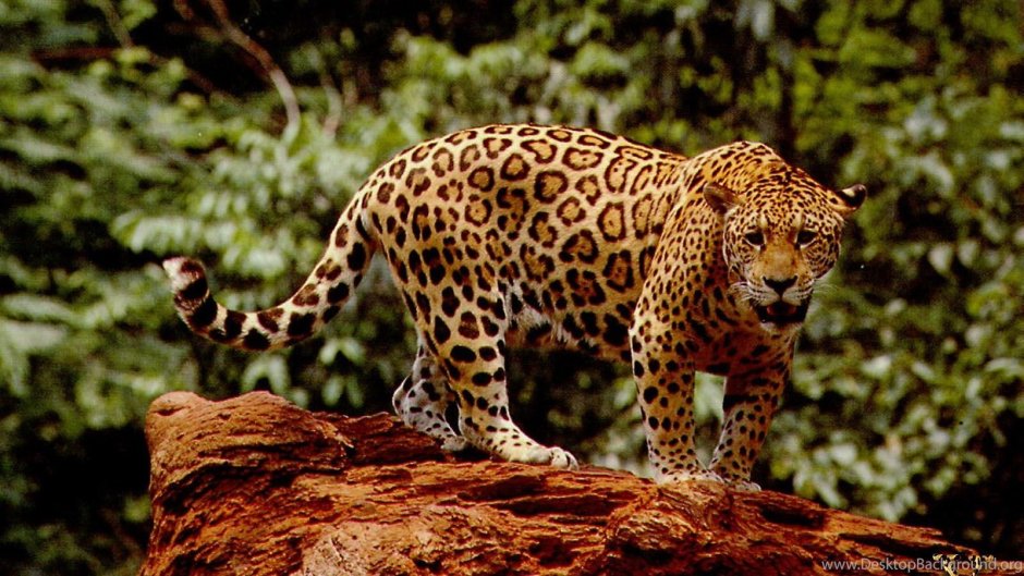 Panthera onca onca амазонский Ягуар