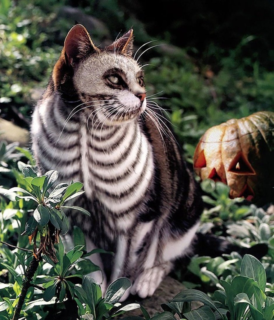 Пальма для кошек