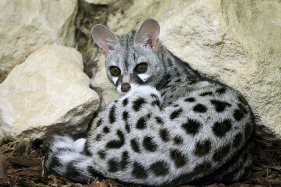 Кот на Пальме