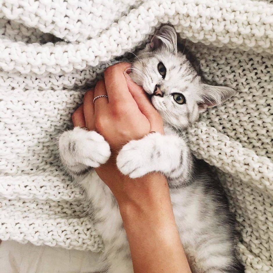 Милые котики Эстетика