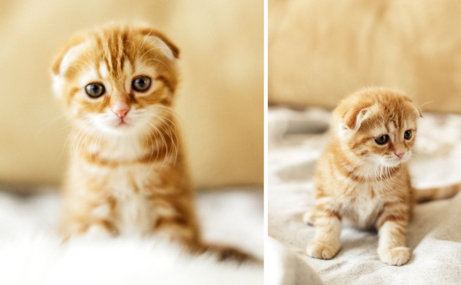 Скоттиш фолд рыжий