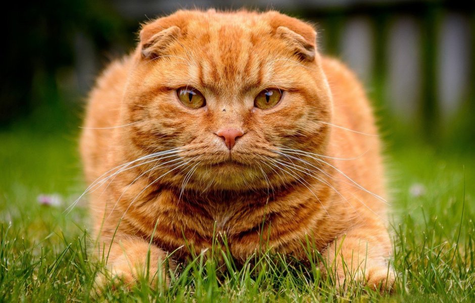 Британский вислоухий кот рыжий