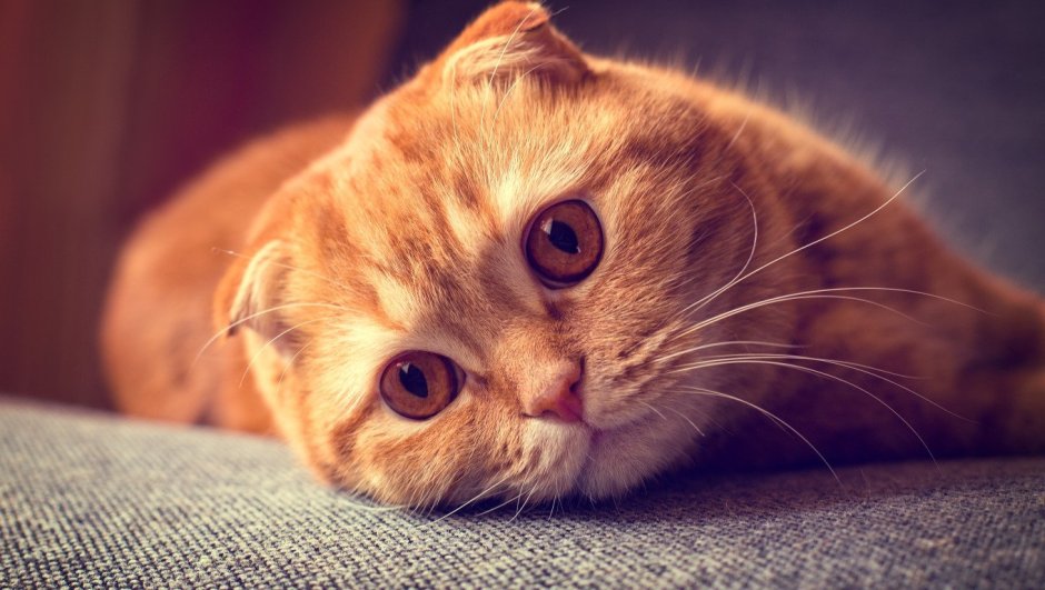 Шотландский скоттиш фолд рыжий