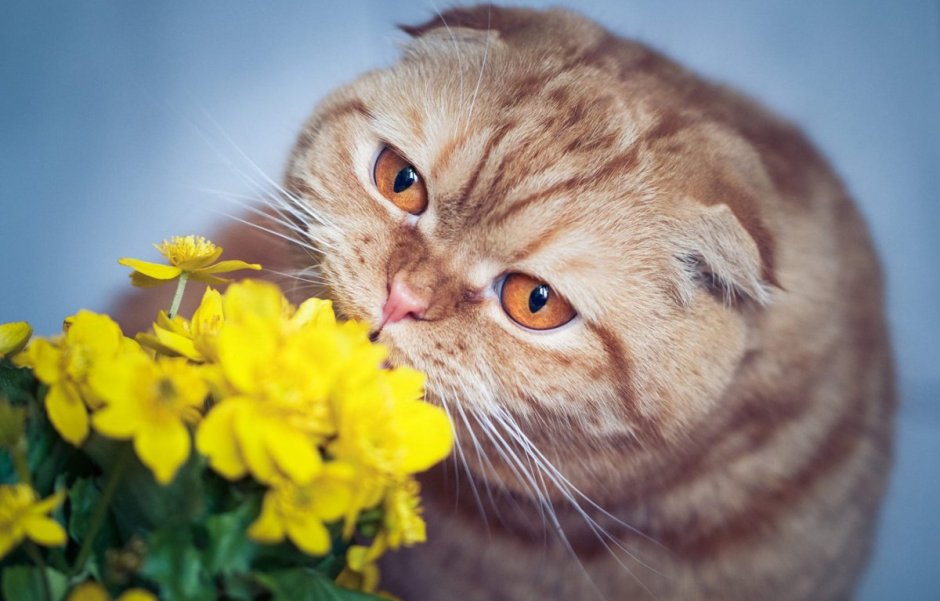 Скоттиш фолд рыжий котенок