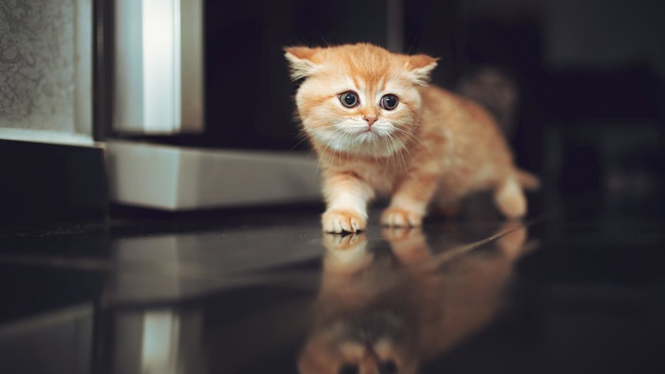 Рыжий вислоухий кот с огромными глазами