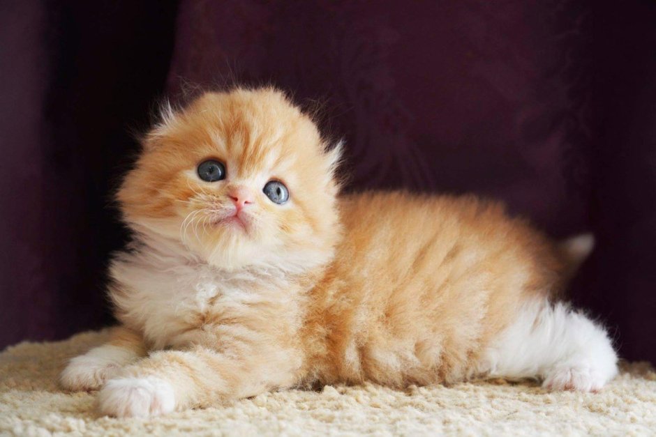Шотландская вислоухая кошка персиковая