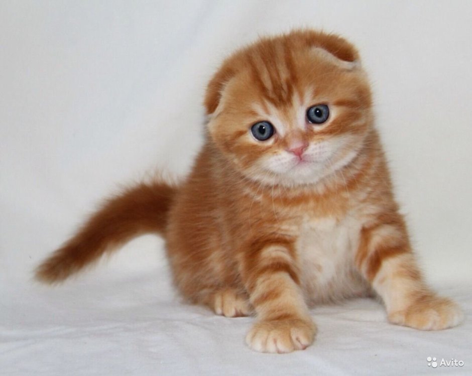 Рыжий вислоухий кот