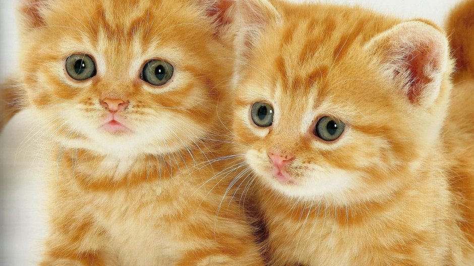 Скоттиш фолд рыжий котенок