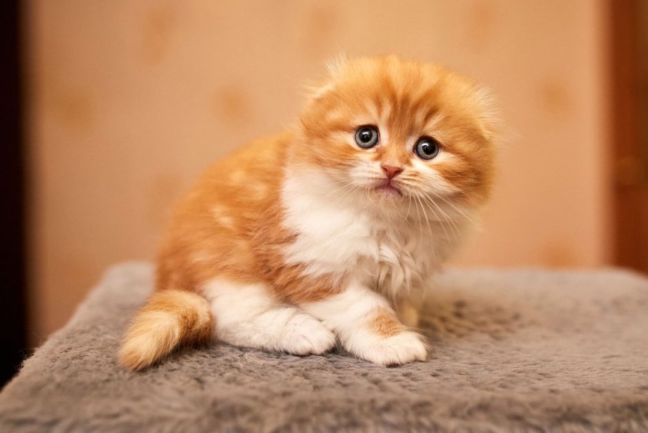Скоттиш фолд рыжий