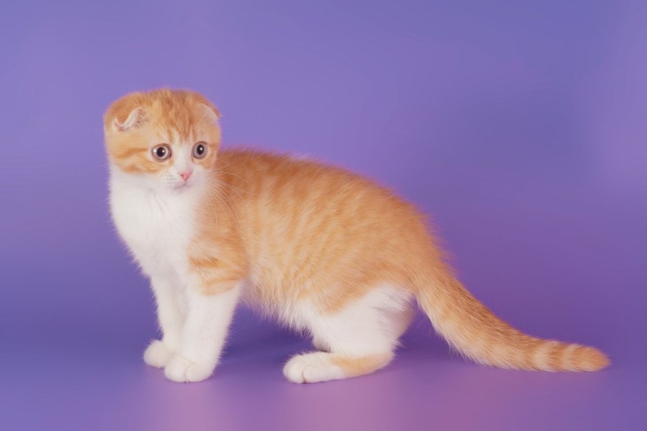 Вислоухий рыжий котенок