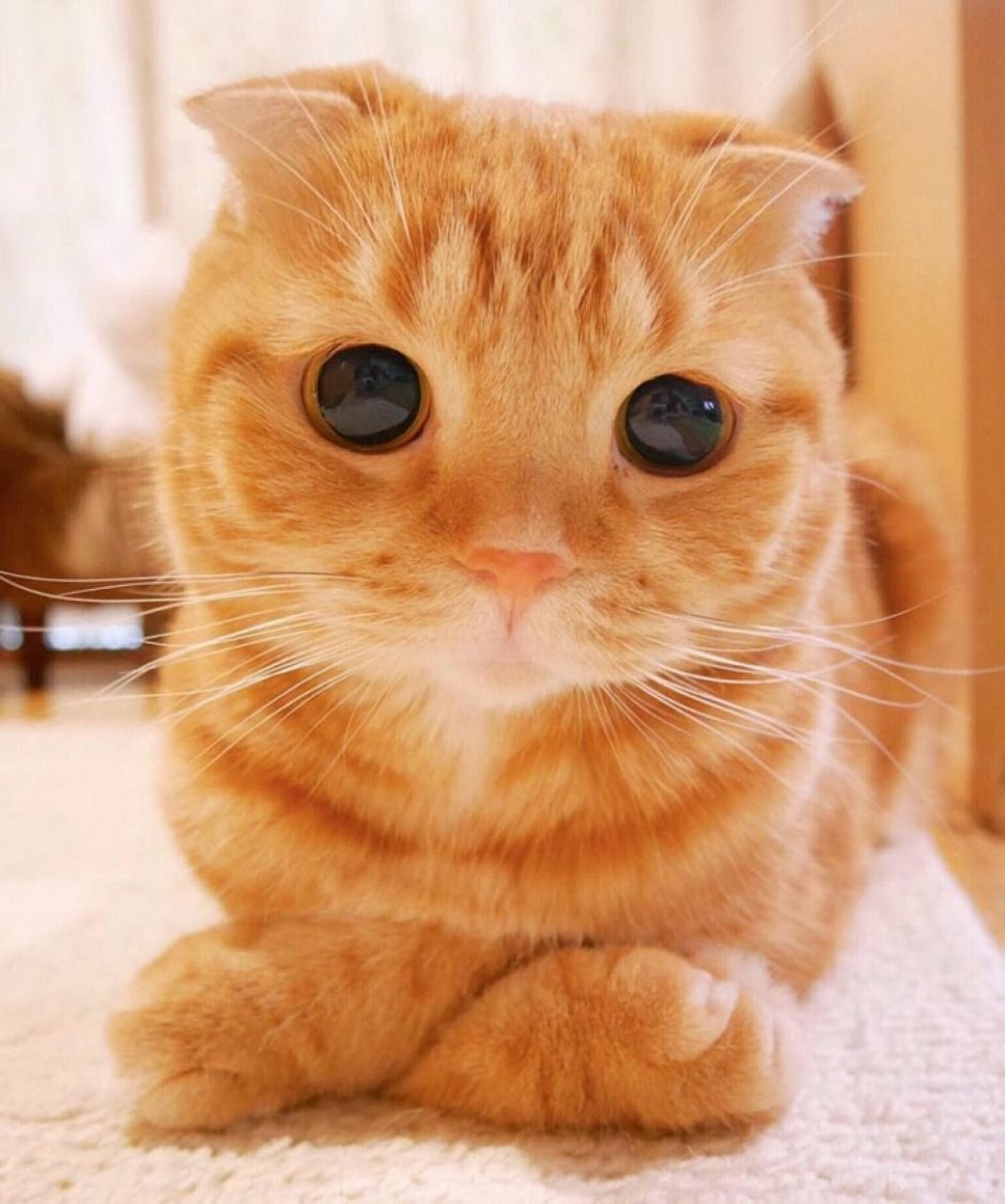 Рыжие котята мальчики