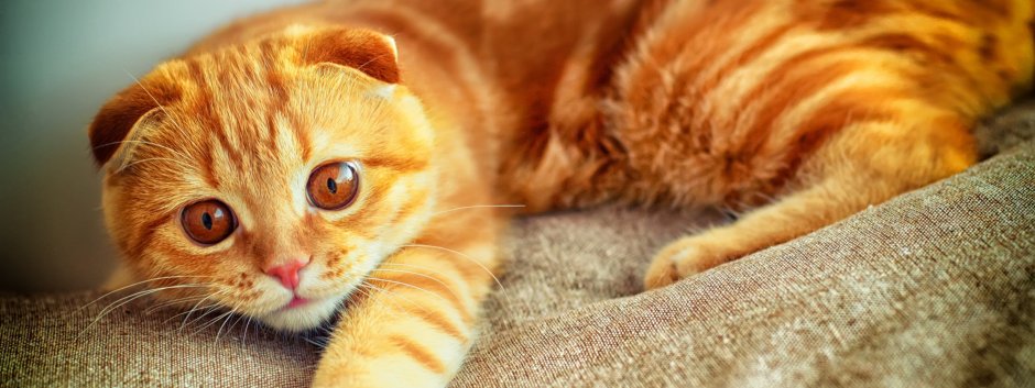 Скоттиш-фолд Шотландская вислоухая рыжая